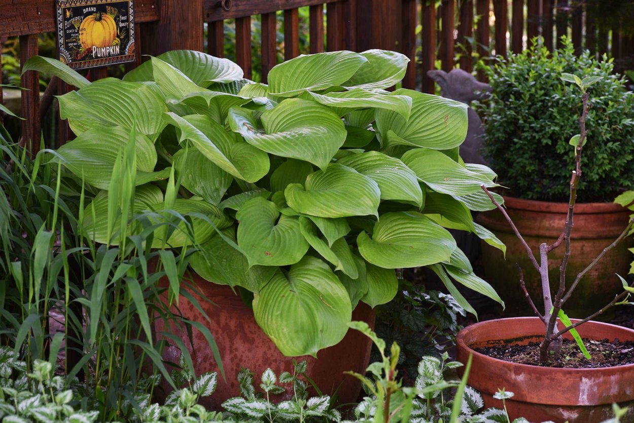 Хоста sum and substance