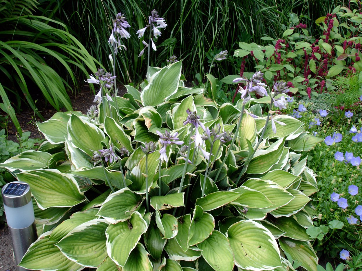 Хоста блюминг Гарден