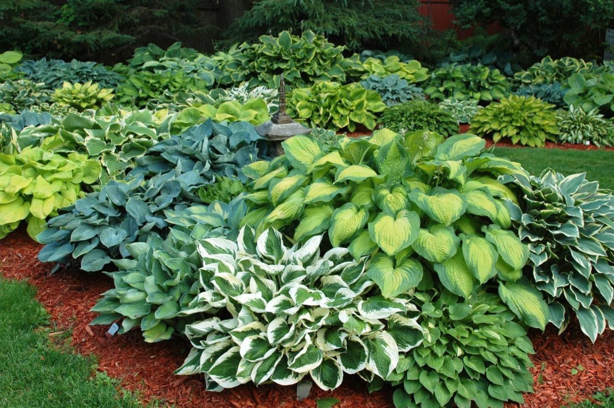 Хоста цветок