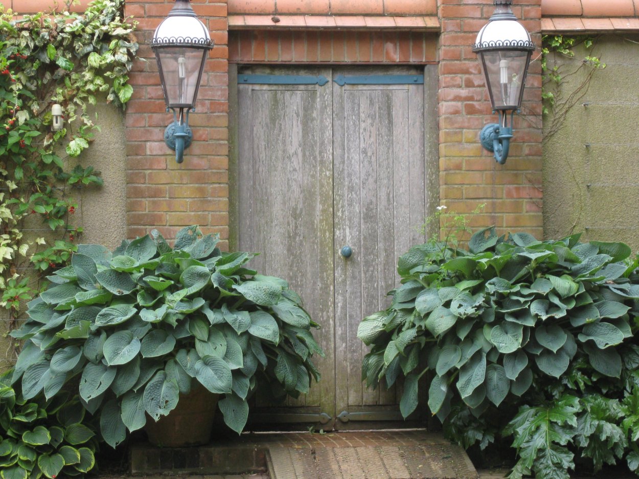 Хоста в кашпо