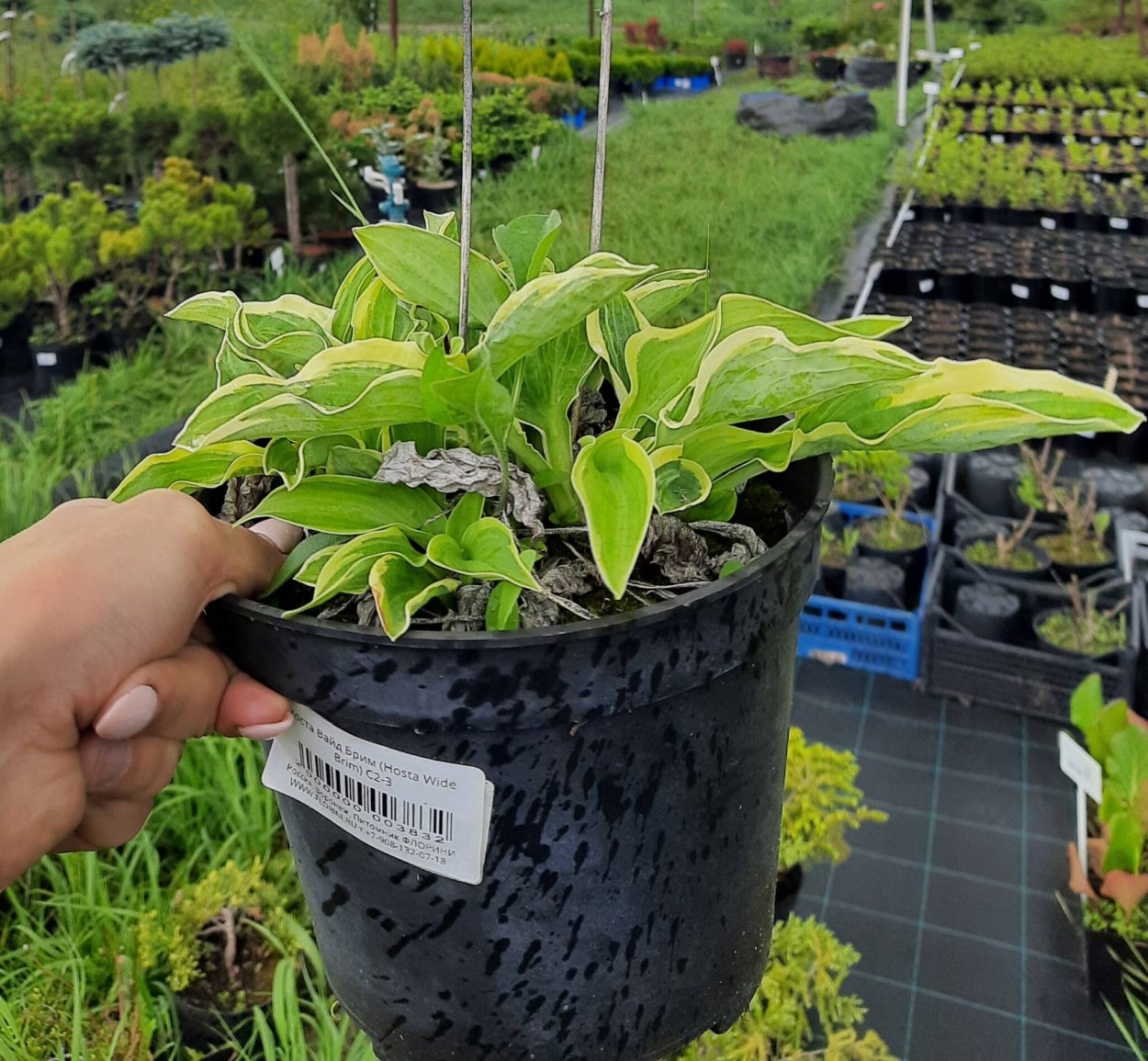 Хоста wide Brim