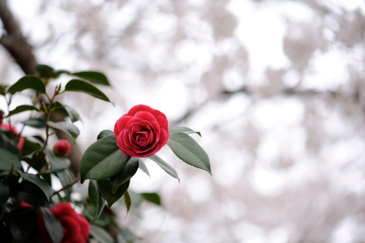 Красные цветы зимние розы