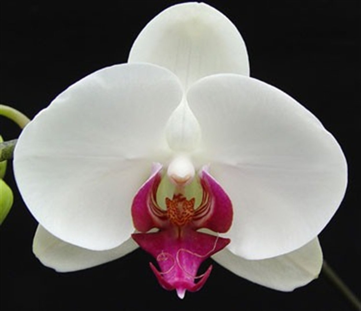 Кокодоро орхидея