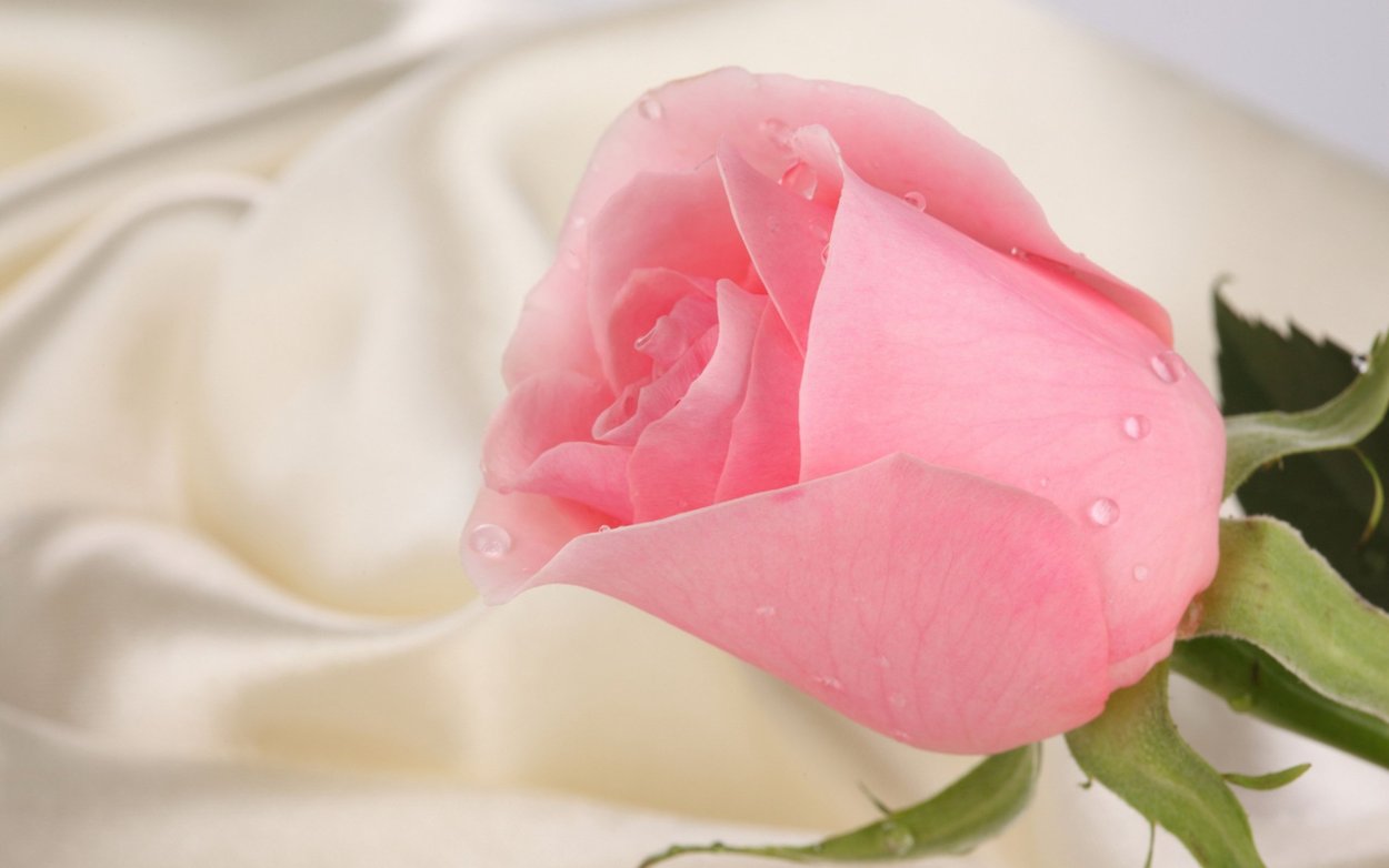 Нежные розы