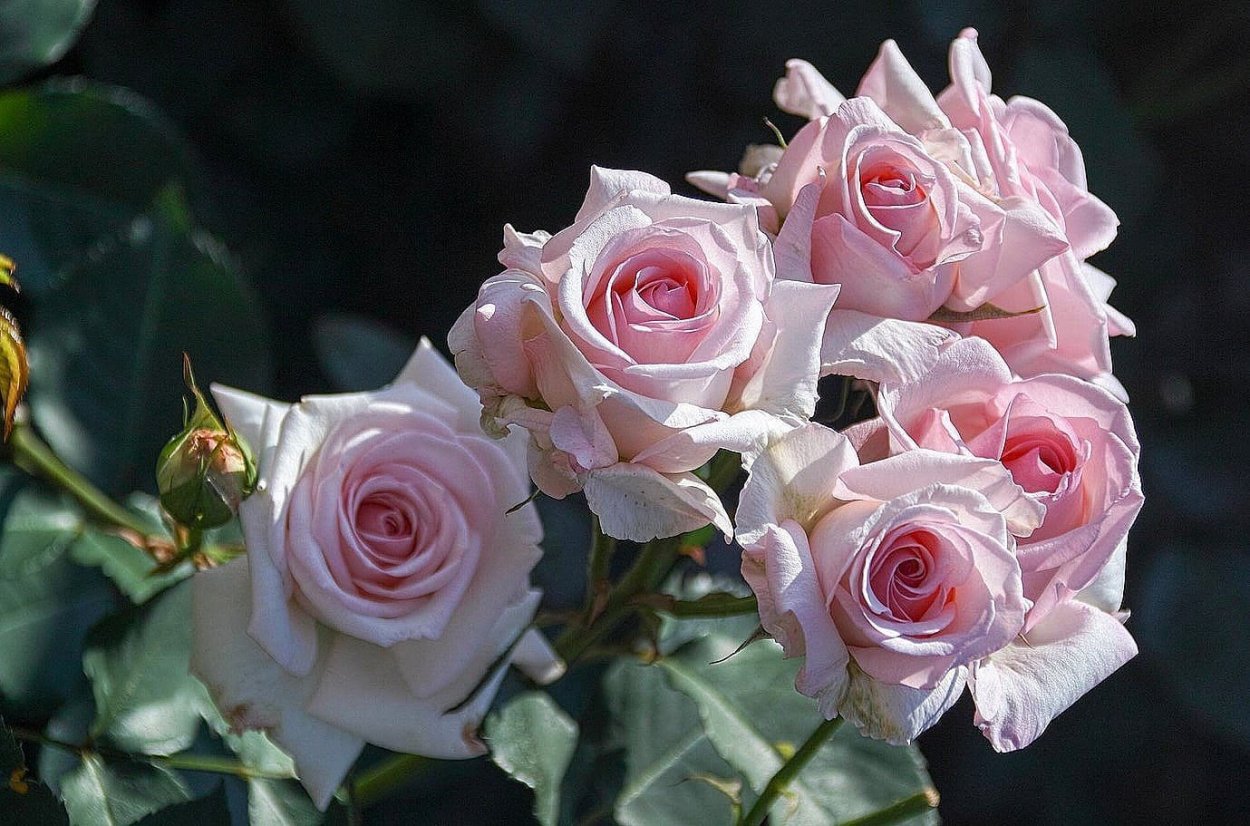 Розовые розы