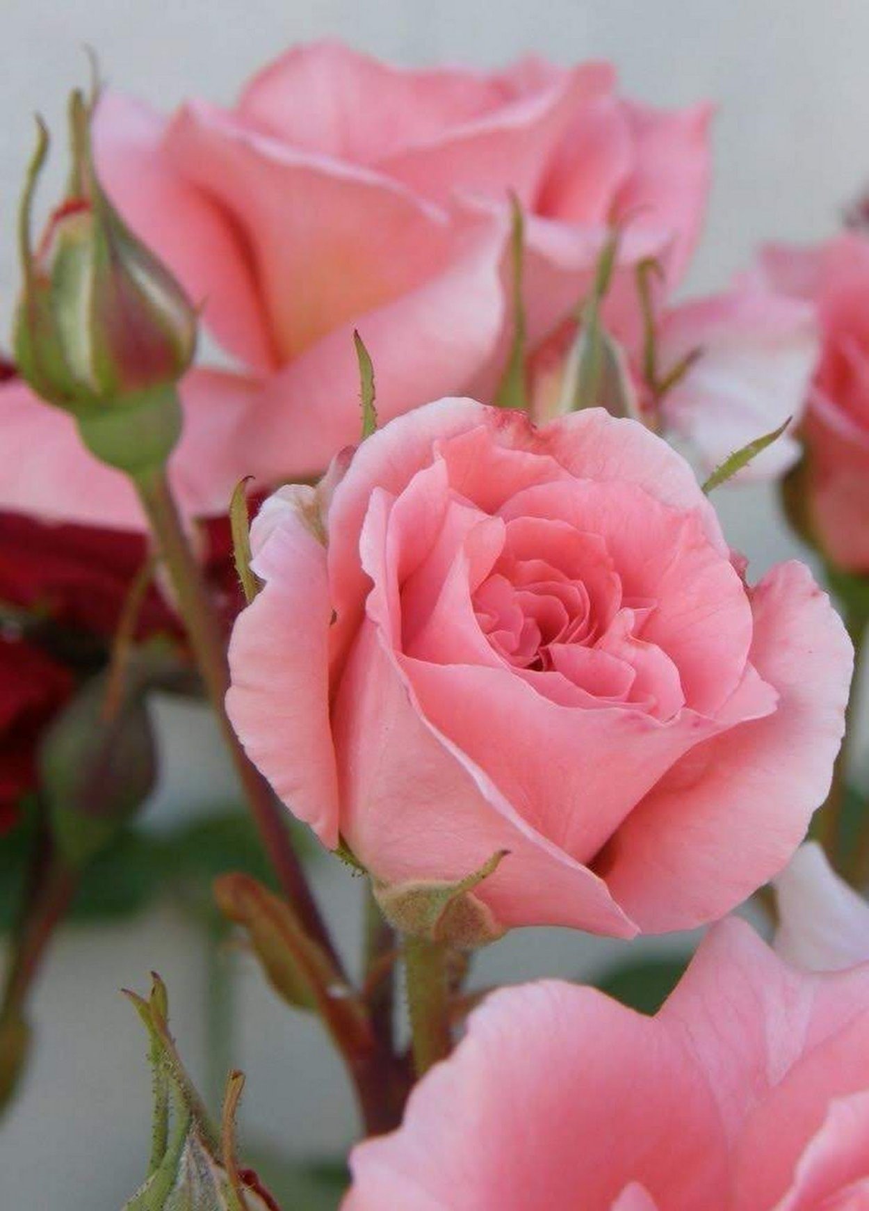 Розовые розы