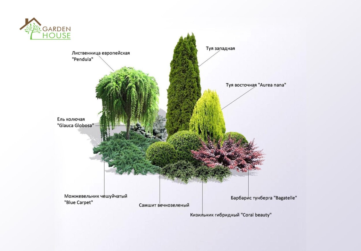 Схема миксбордера с хвойными