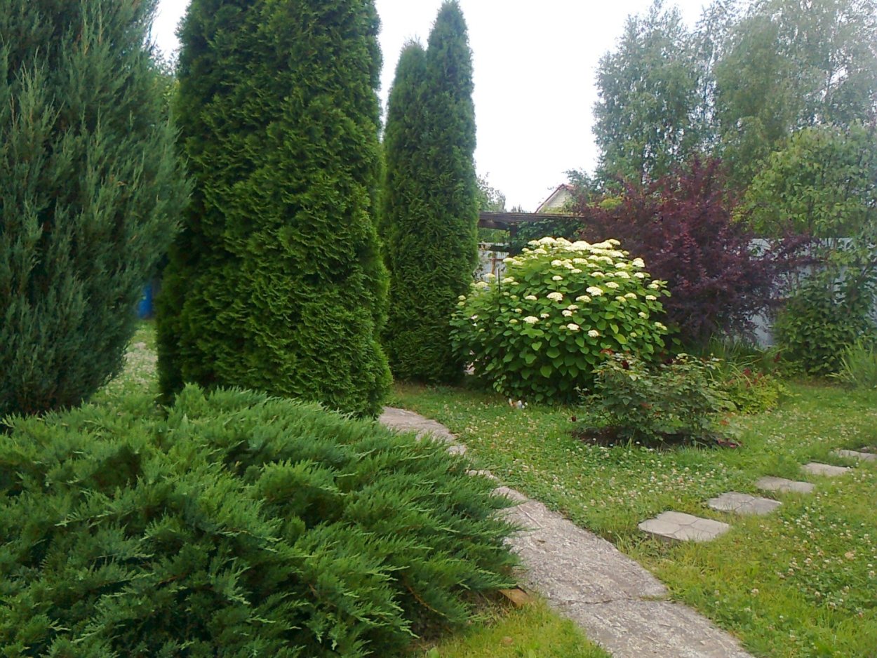 Туя Смарагд можжевельник