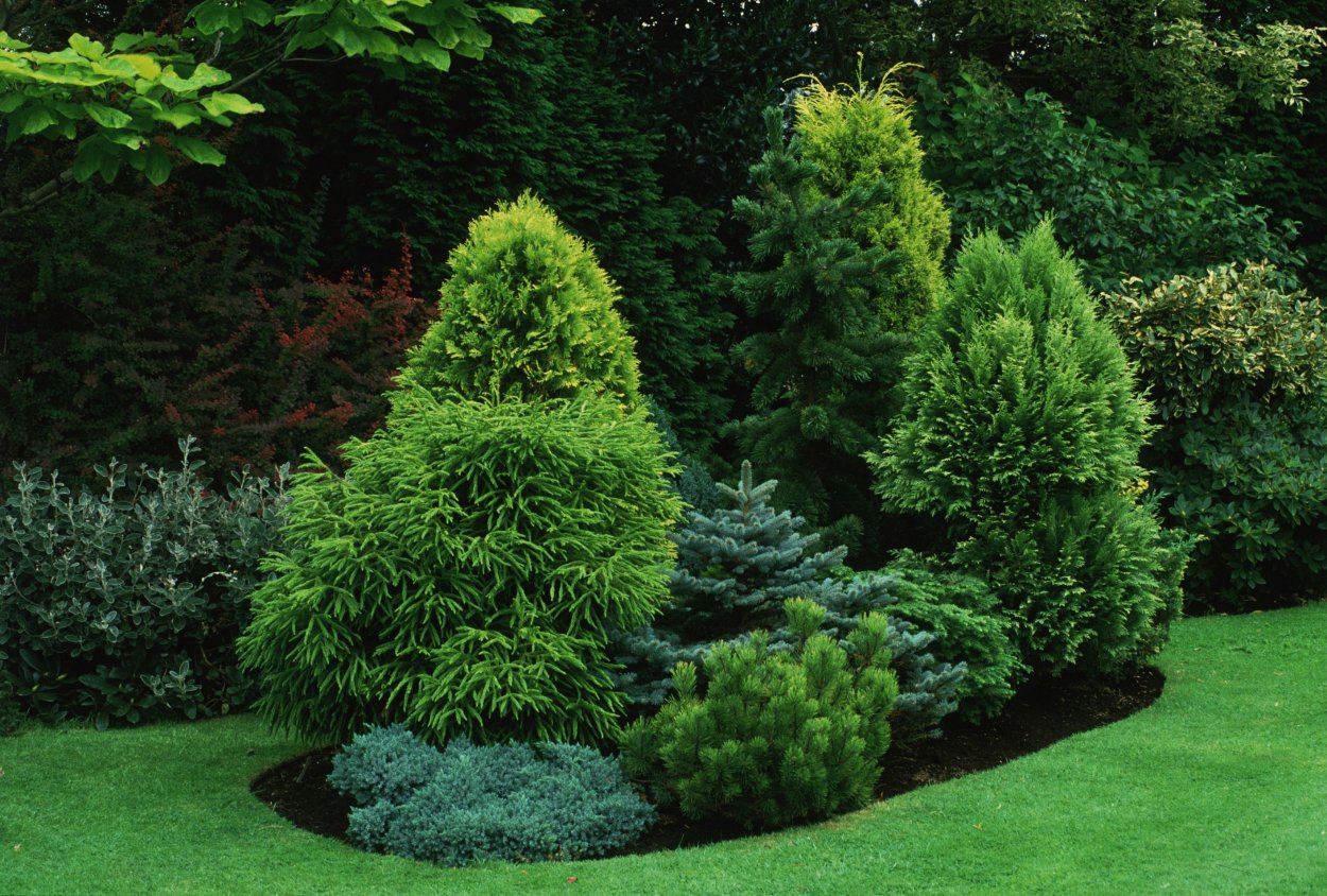 Хвойники японская туя