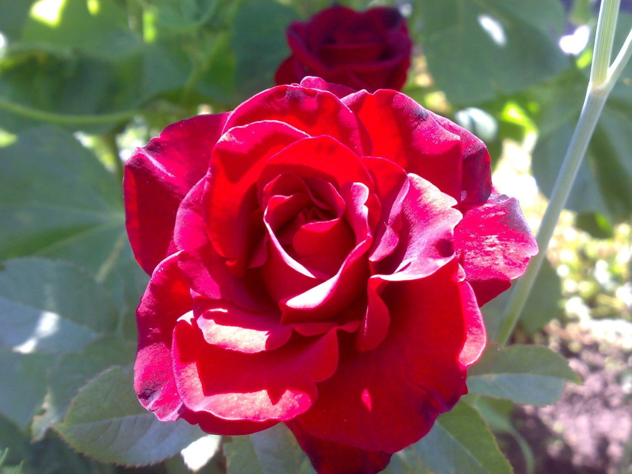 Сорт роз алый Карсон