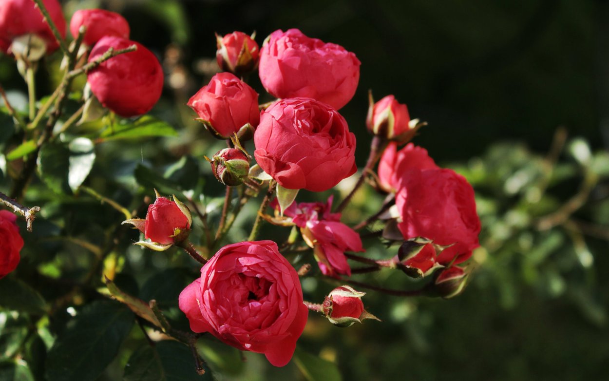 Канадская роза флорибунда