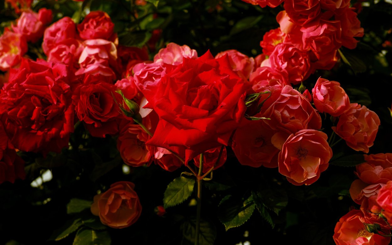 Шикарные кусты роз