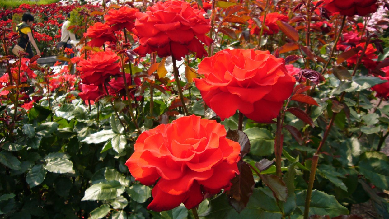 Кустовая роза алая