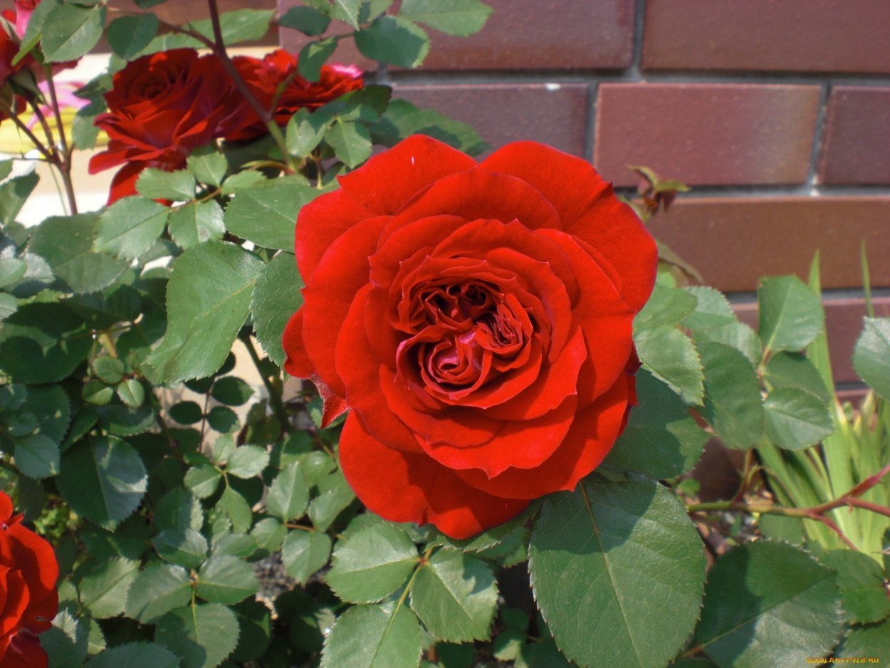 Cumba Meillandina (Кумба Мейяндина)