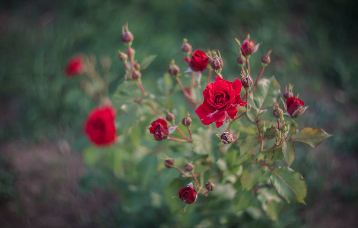 Роза куст мелкая красная