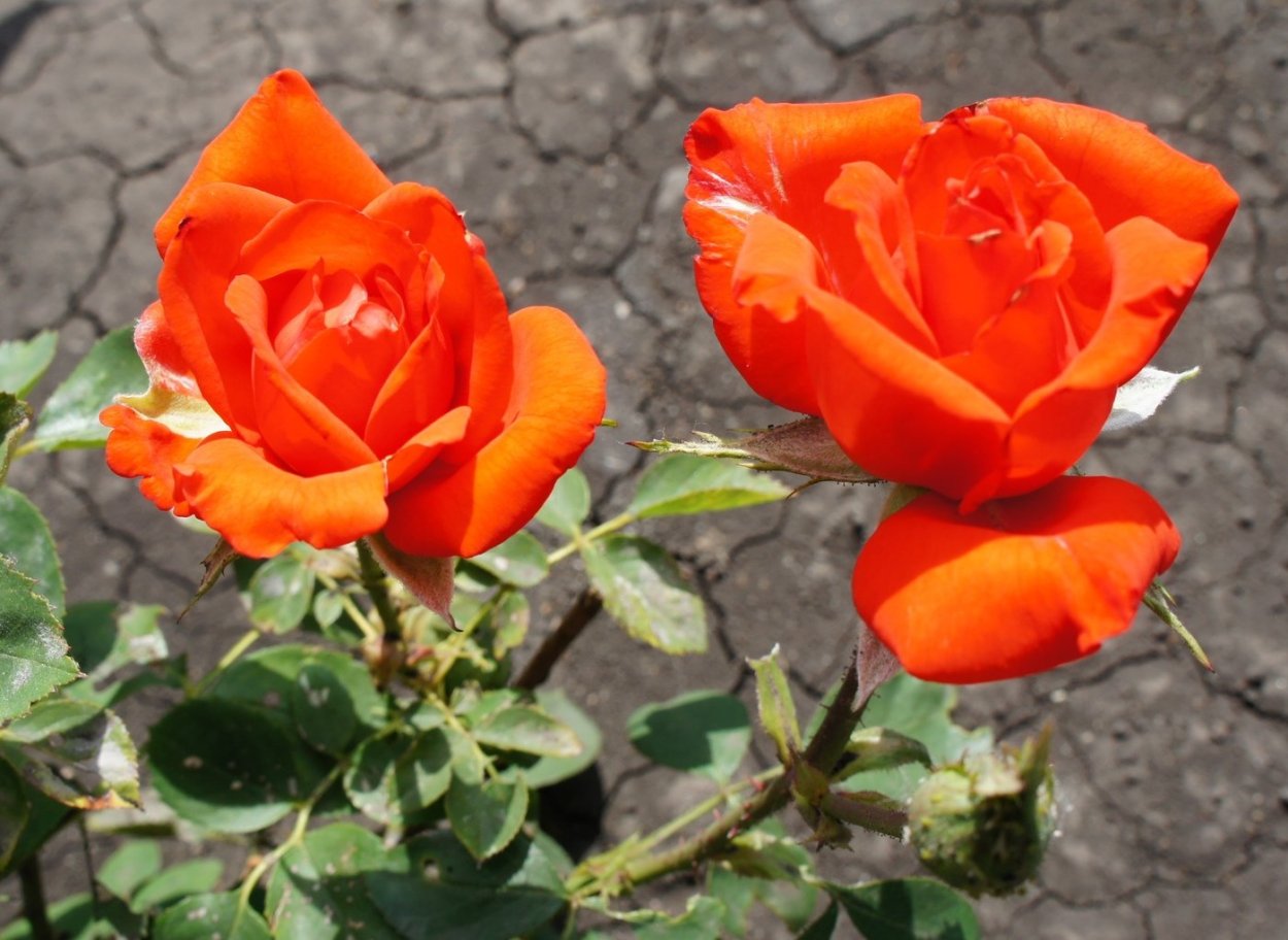 Allevia роза Ленс