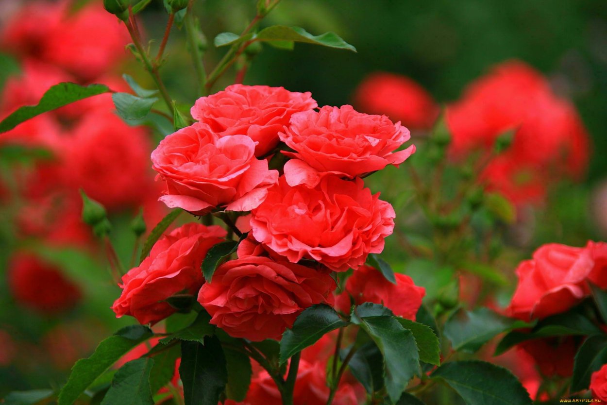 Роза Сибирская кустовая