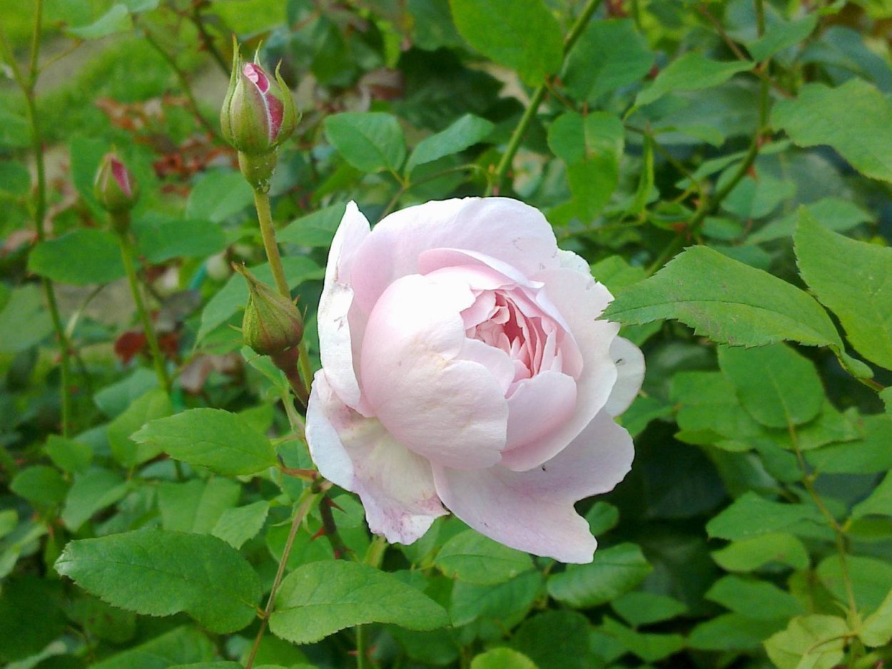 Мускусная роза аллевья