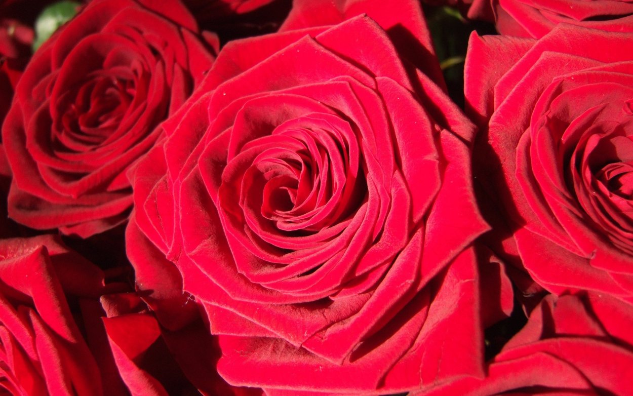 Крупные красные розы