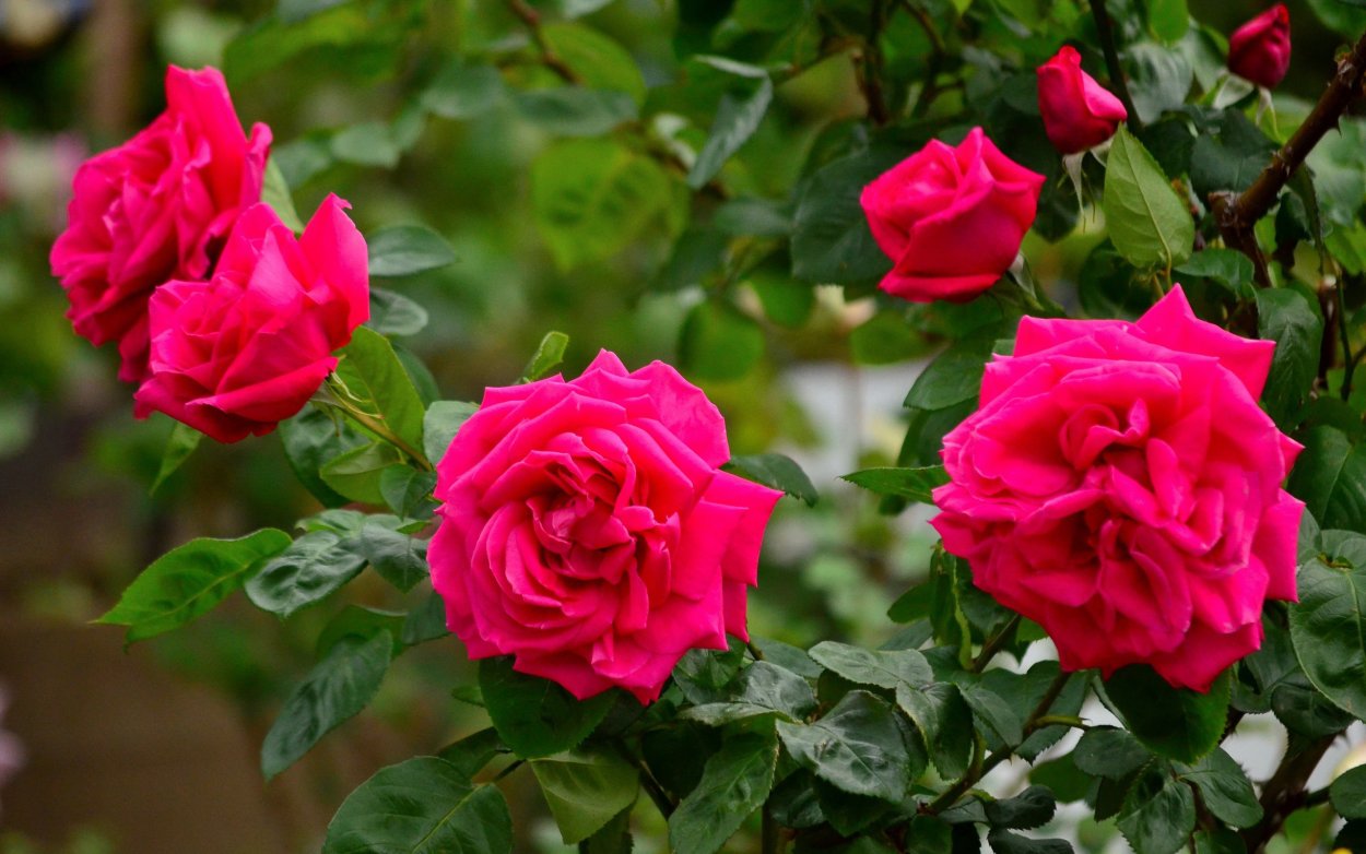 Куст красных роз