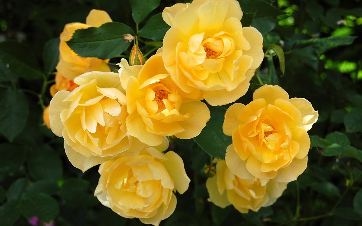 Роза Йеллоу саммер