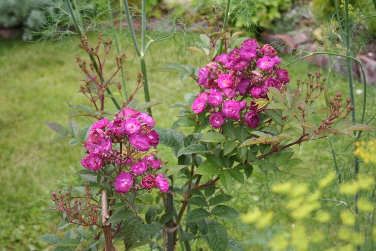 Роза мускусная Сибелиус