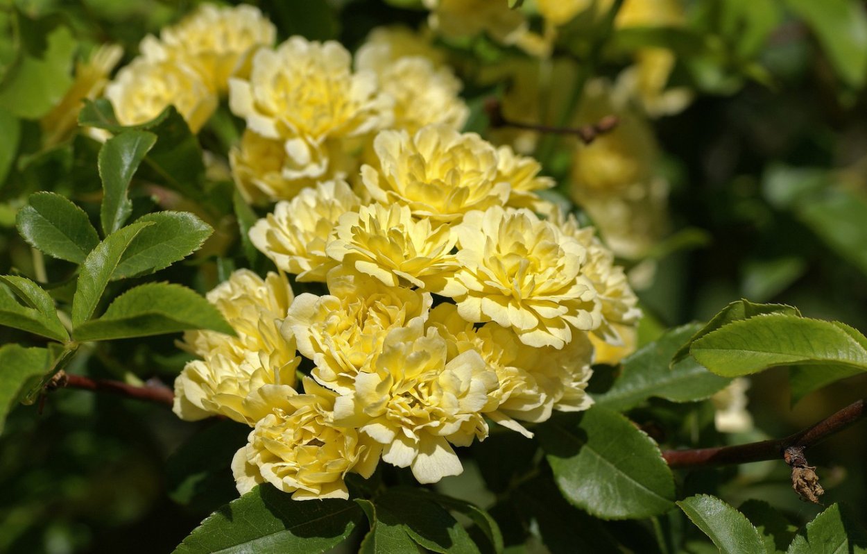 Роза почвопокровная Моцарт