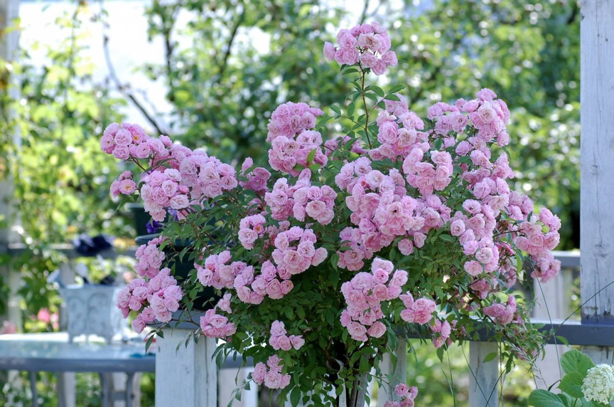 Штамбовая роза Хэвенли Пинк