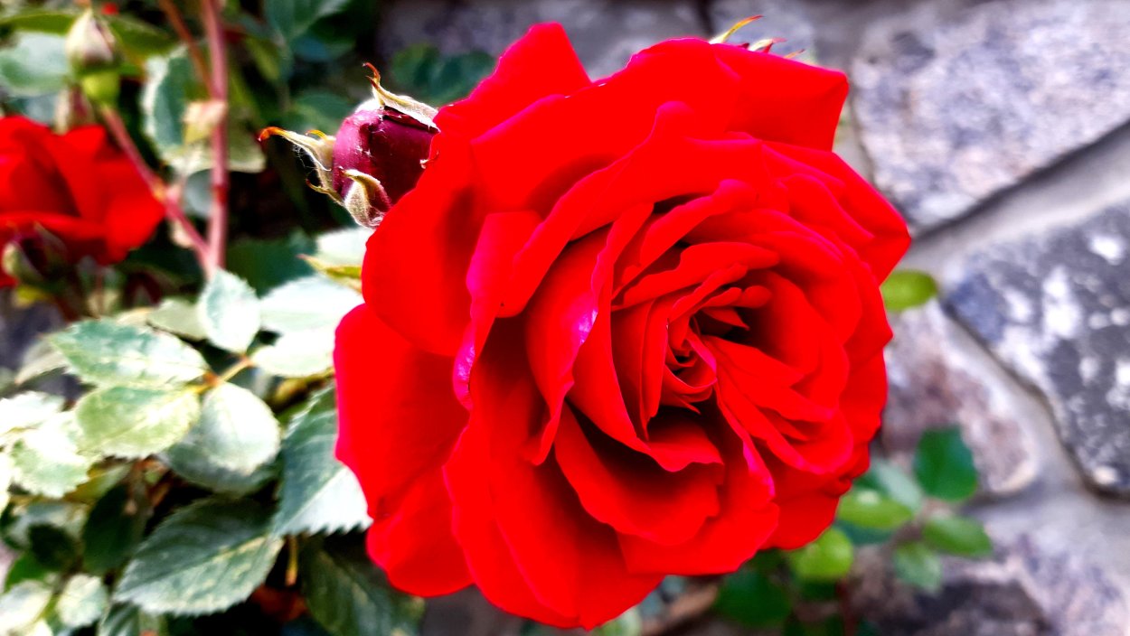 Роза бордюрная алая роза