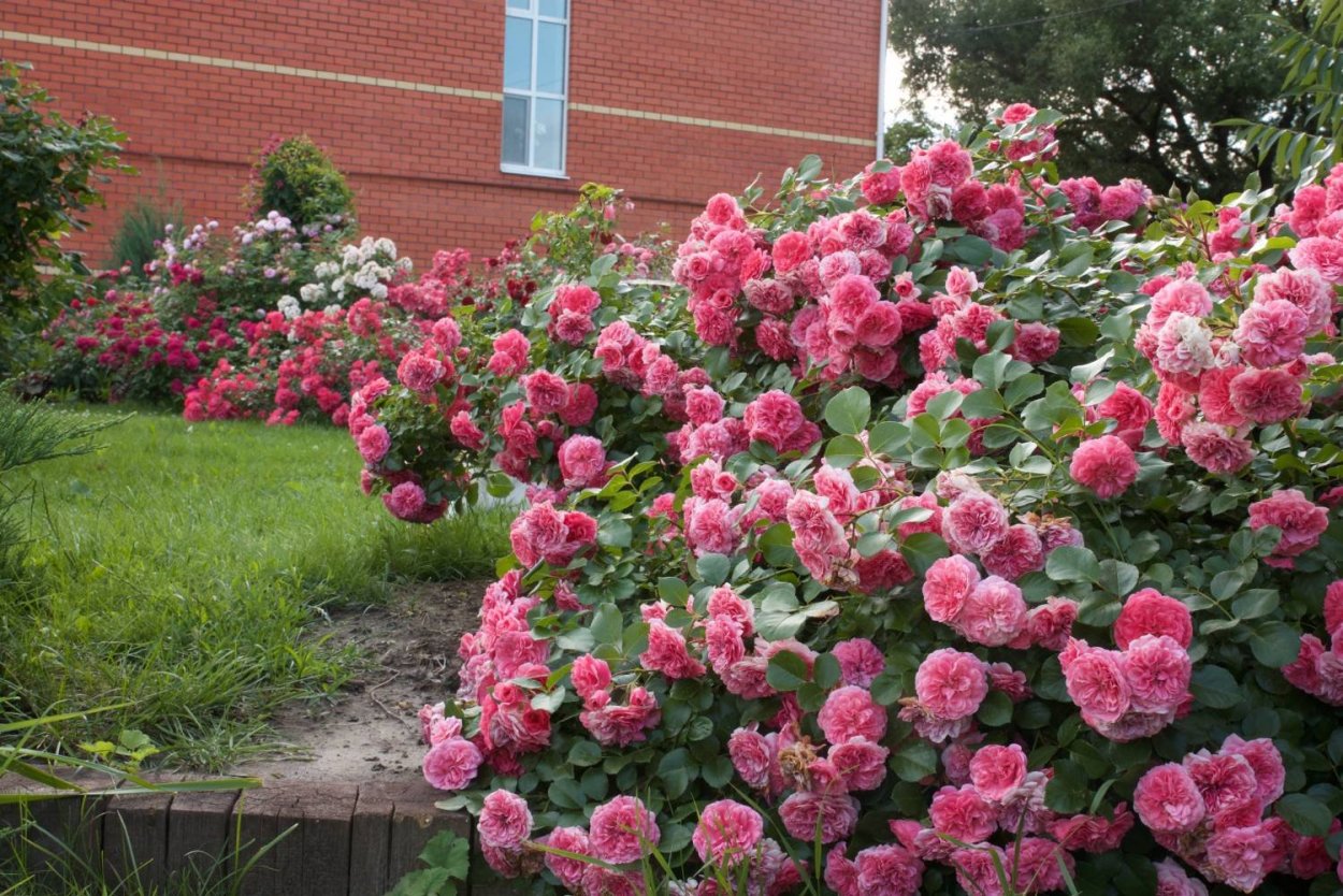 Роза почвопокровная Пинк Свани