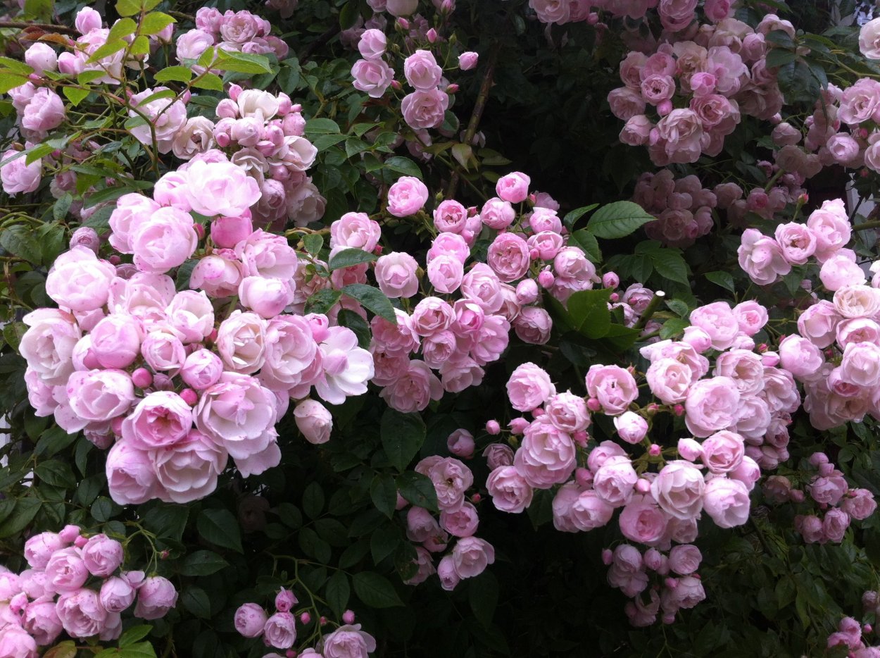 Hamilton Princess роза