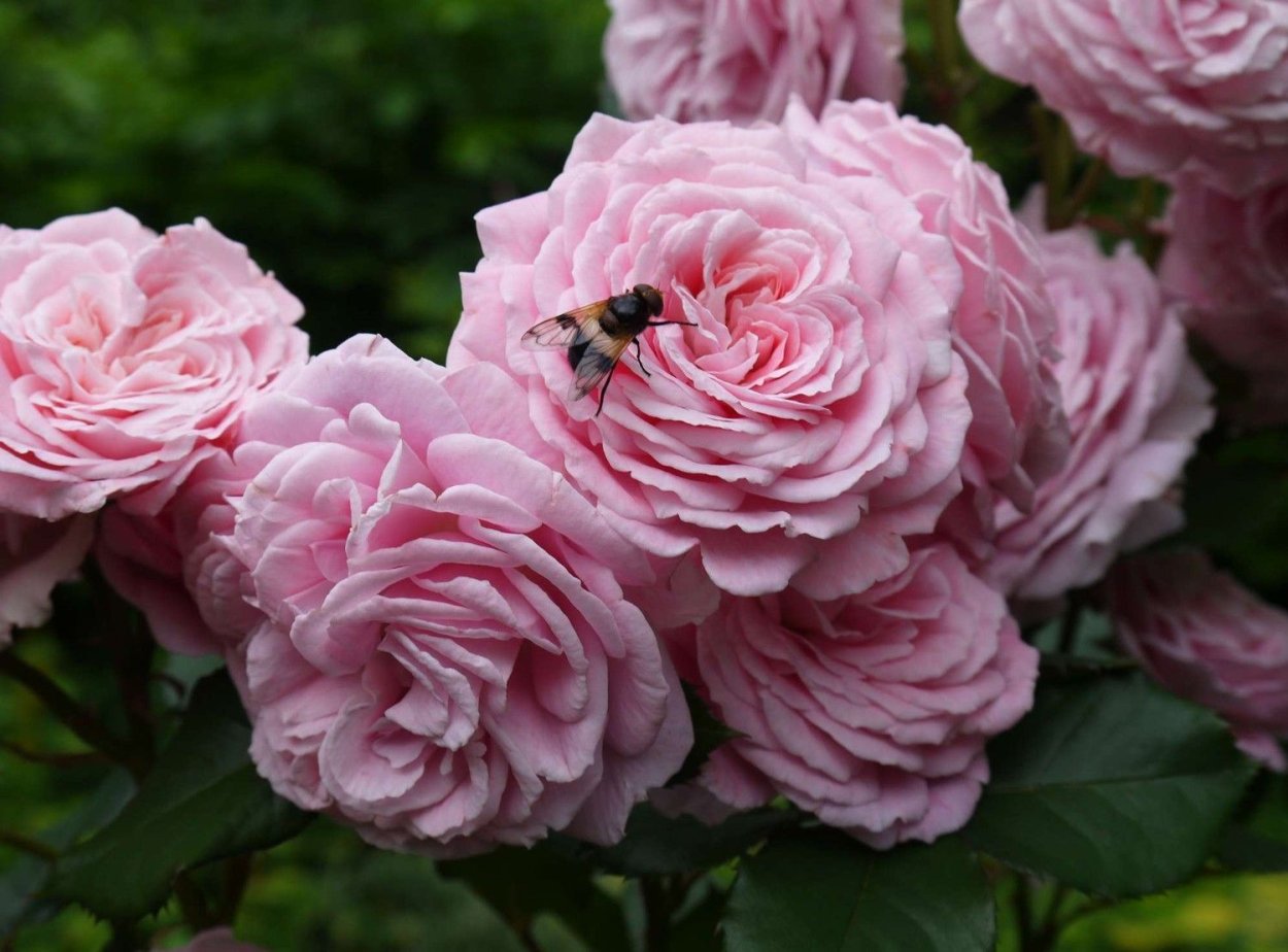 Роза Мария Генриетта