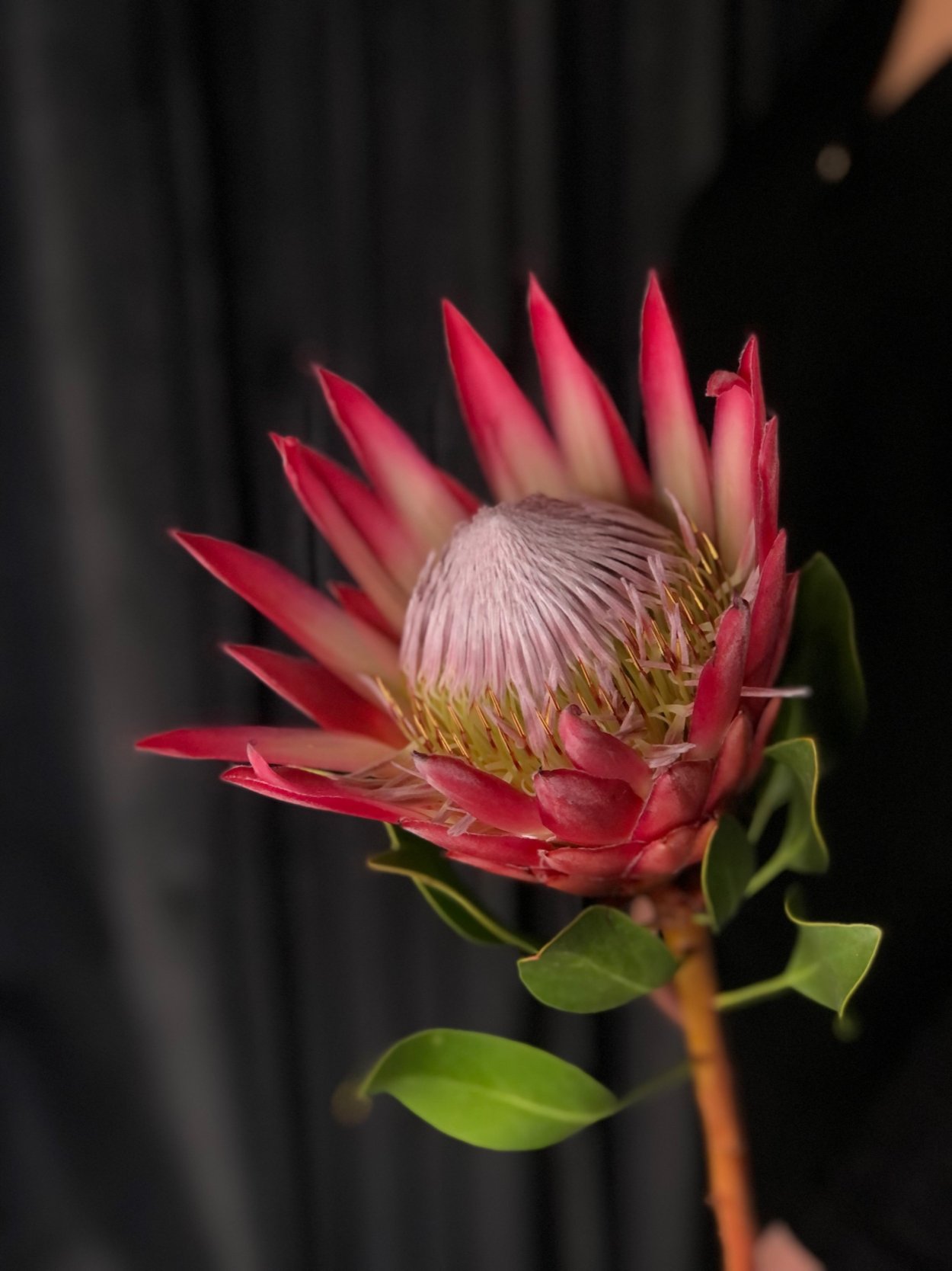 Protea lepidocarpodendron