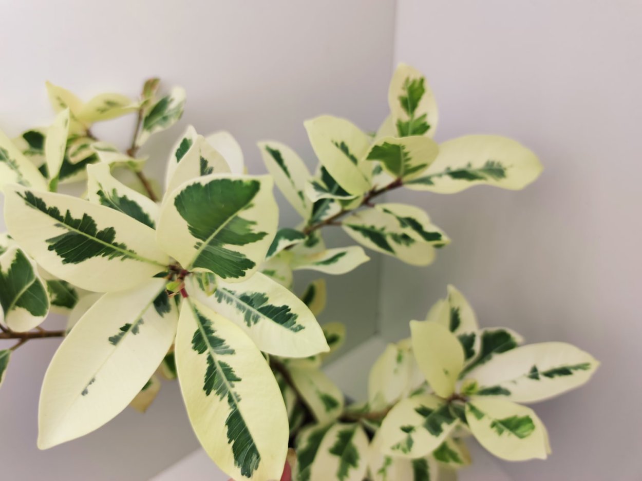 Фикус Альбомаргината