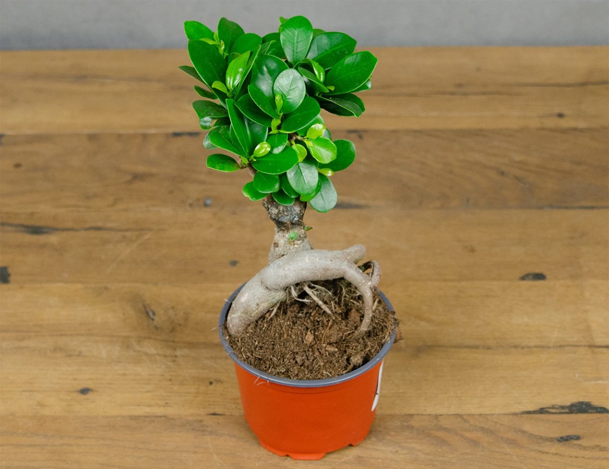 Растения для 2 лет