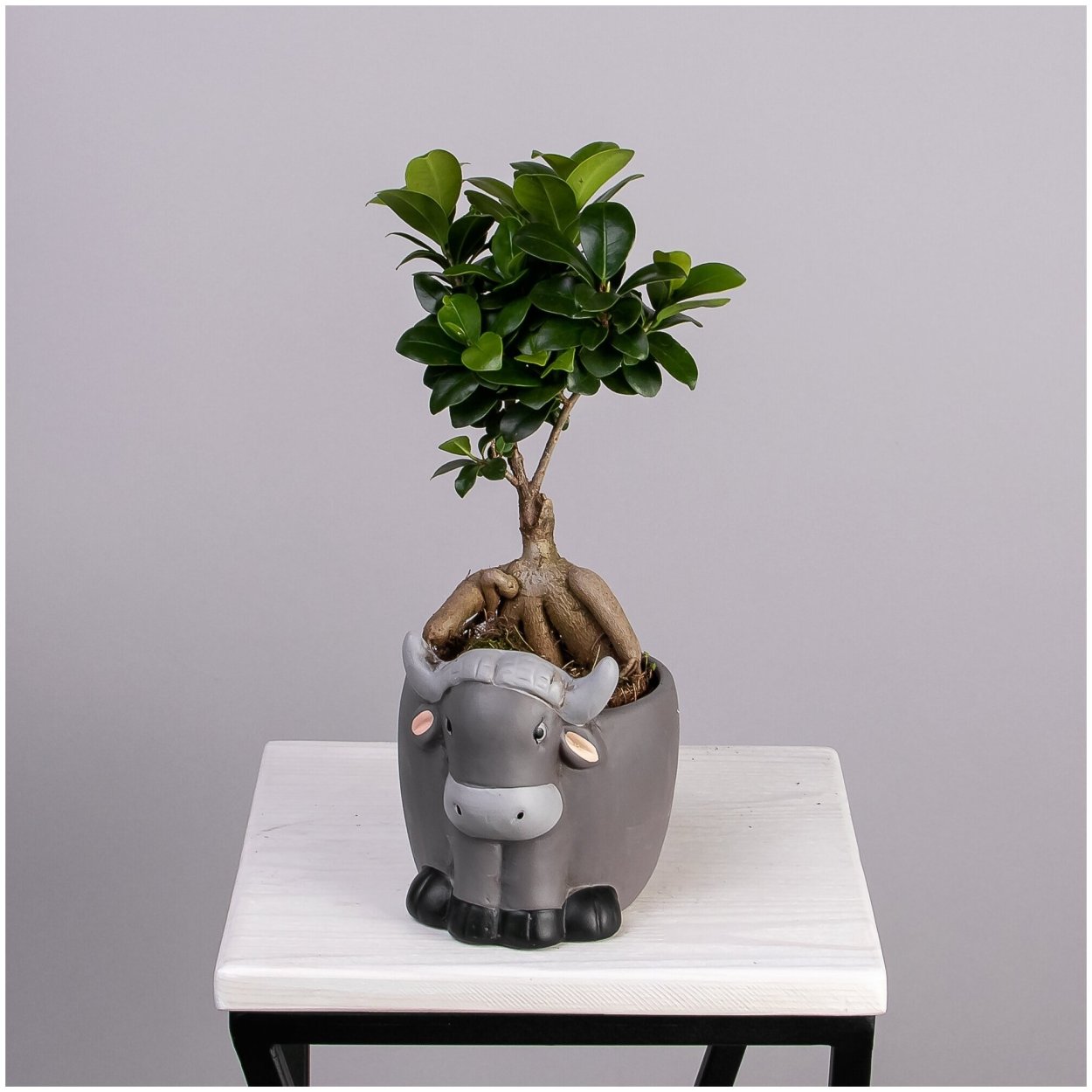 Фикус микрокарпа рост