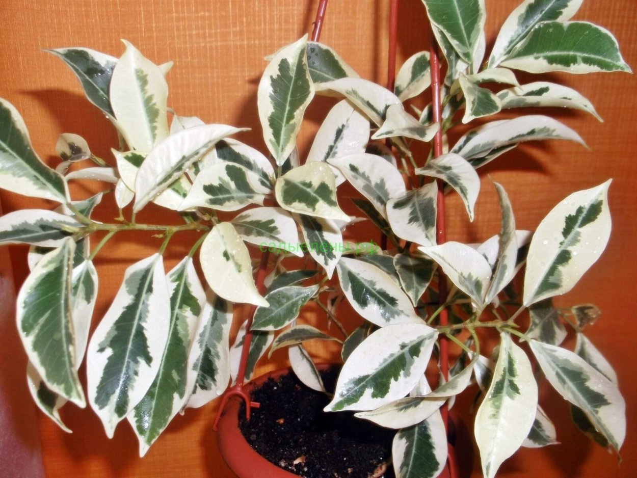 Фикус Альбомаргината