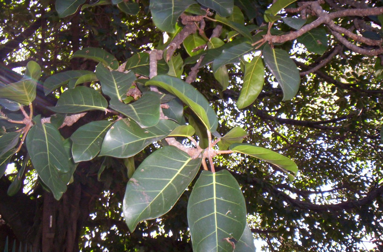 Фикус каучуконосный в природе