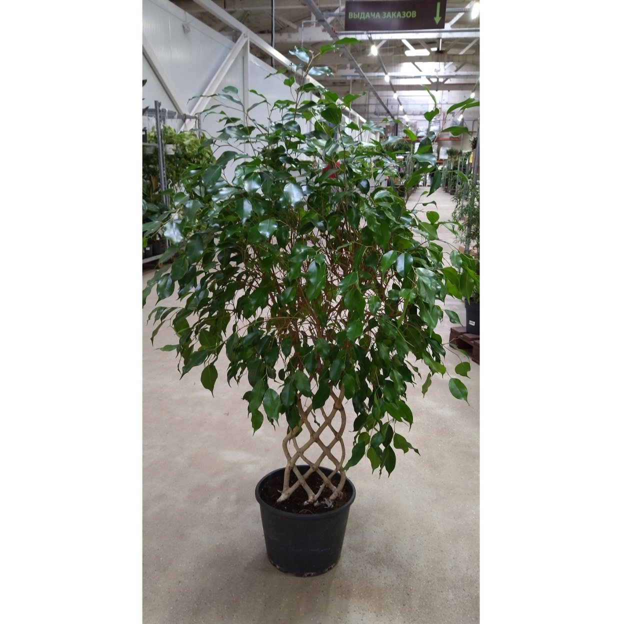 Фикус Бенджамина на улице