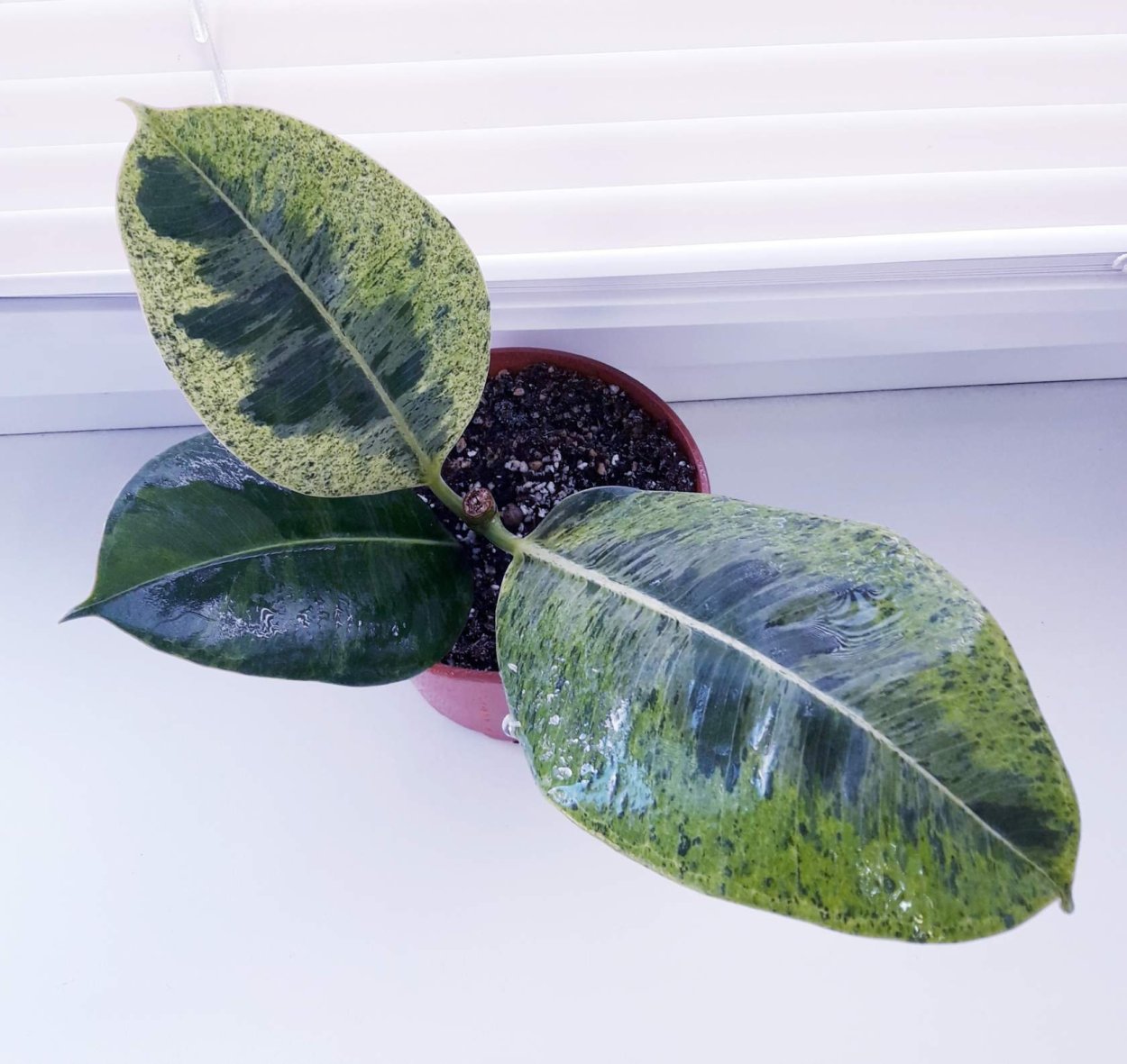 Фикус deltoides big leaves