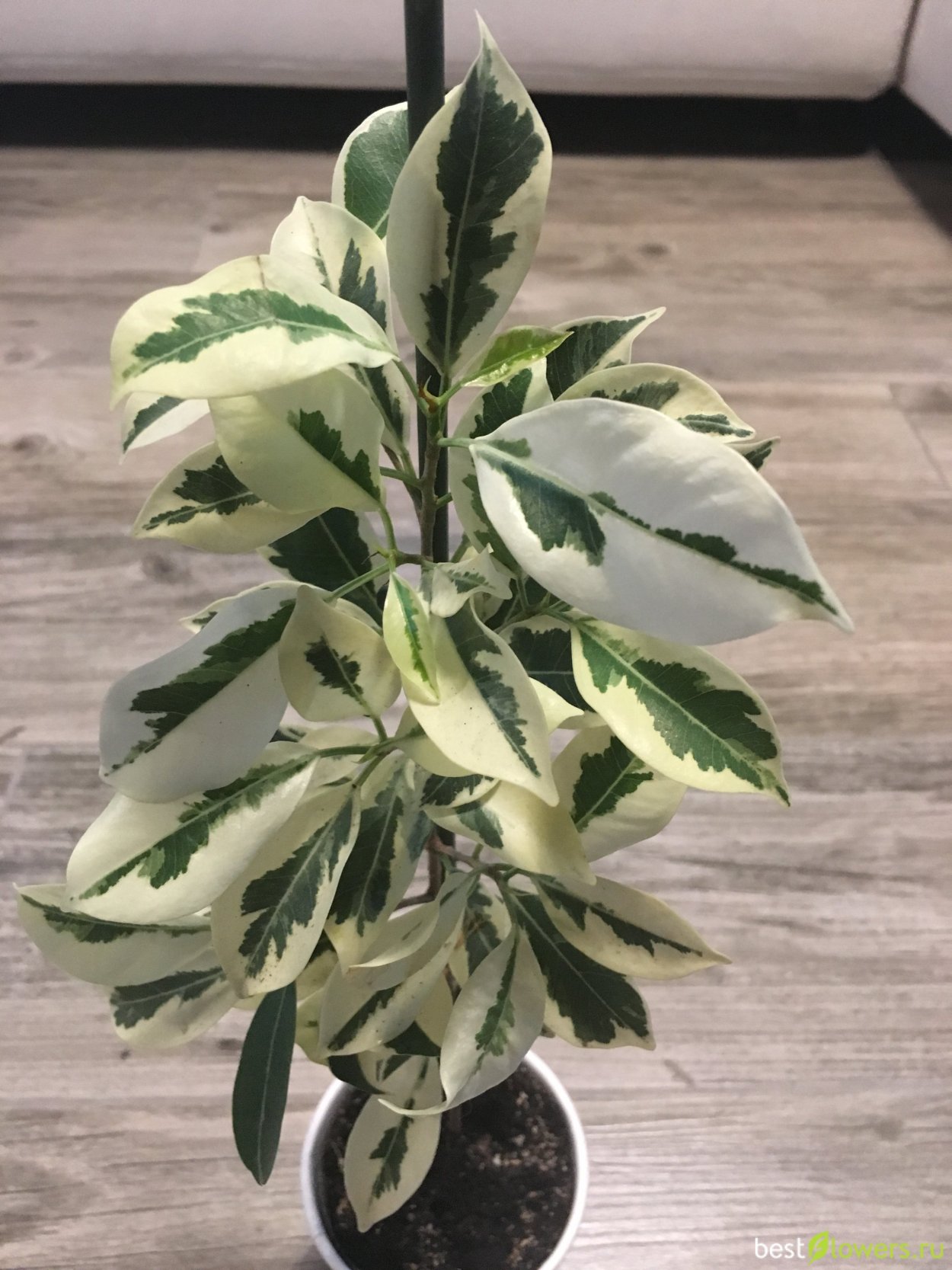 Фикус Альба