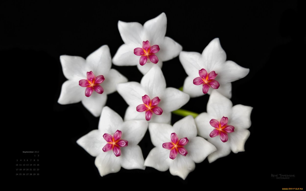 Буква х и цветок Хойя