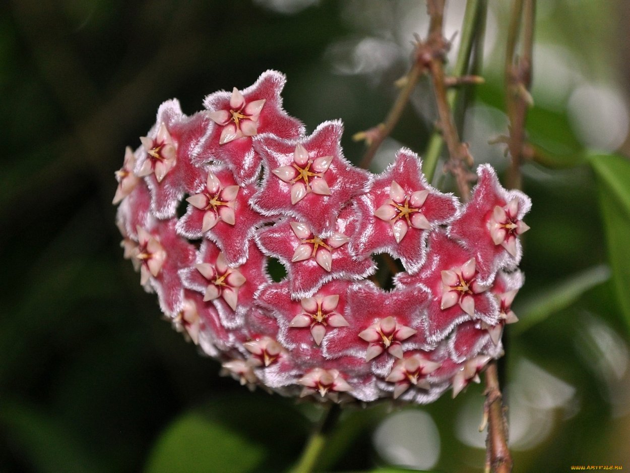 Hoya carnosa экзотика