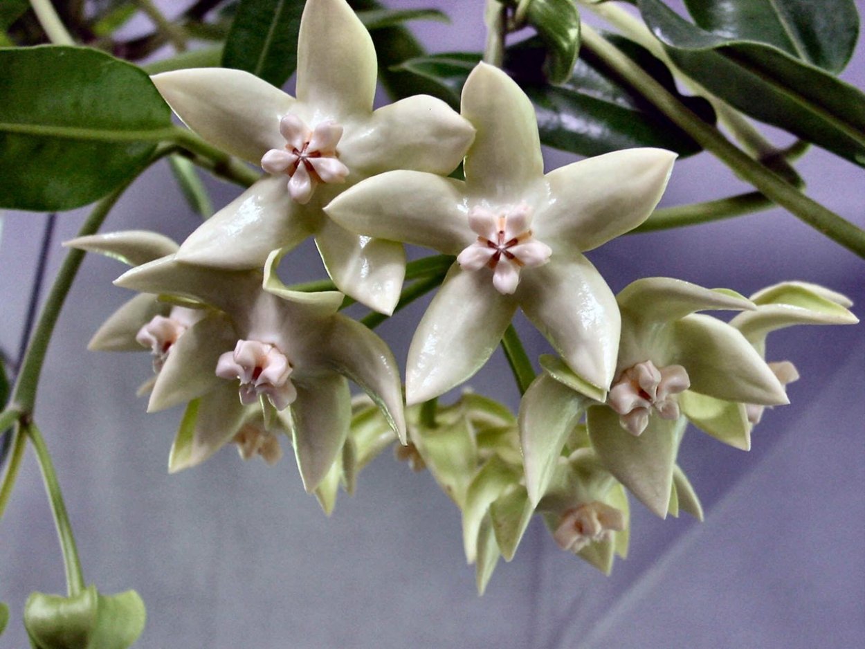 Хойя витиенсис