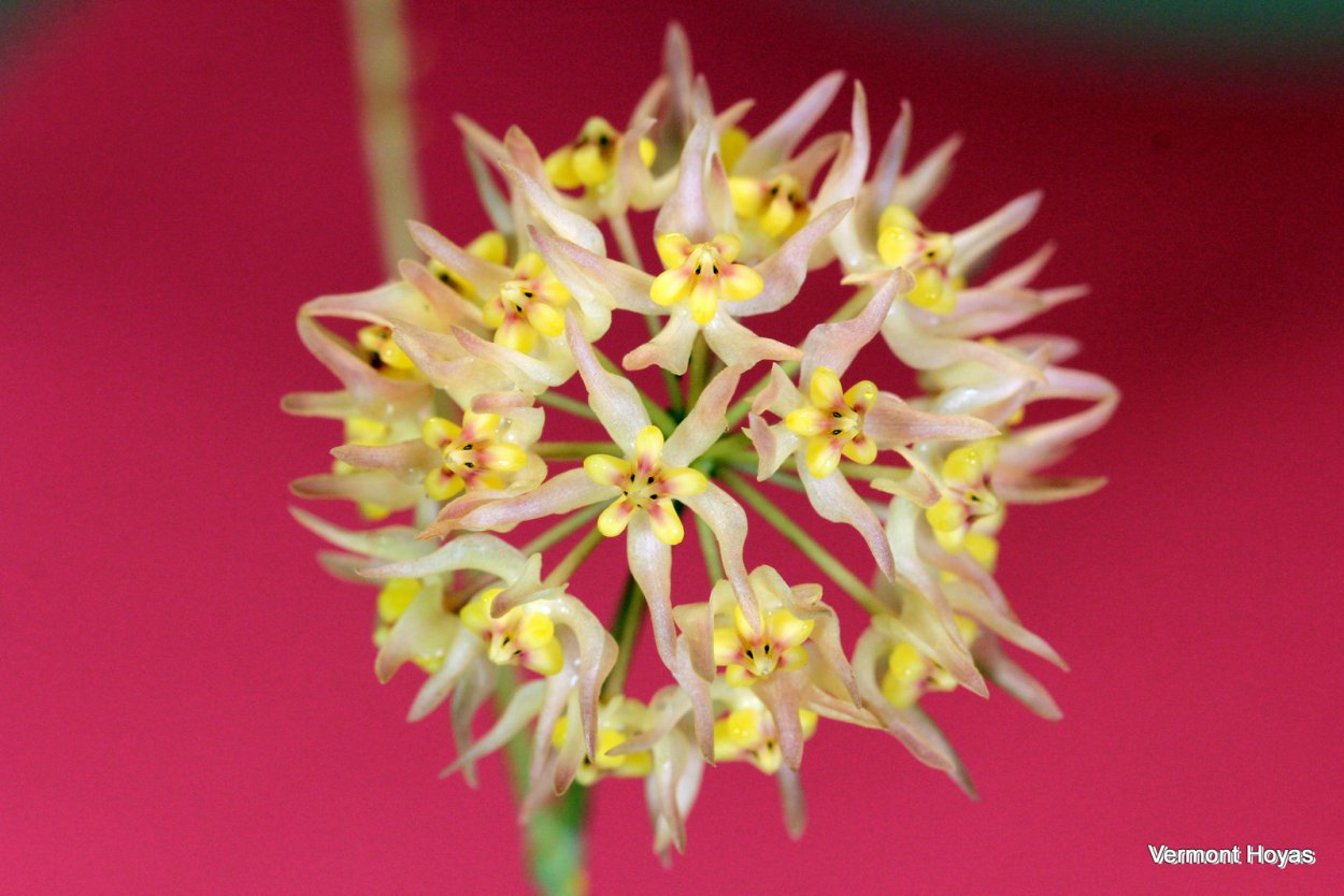 Хойя juannguoiana