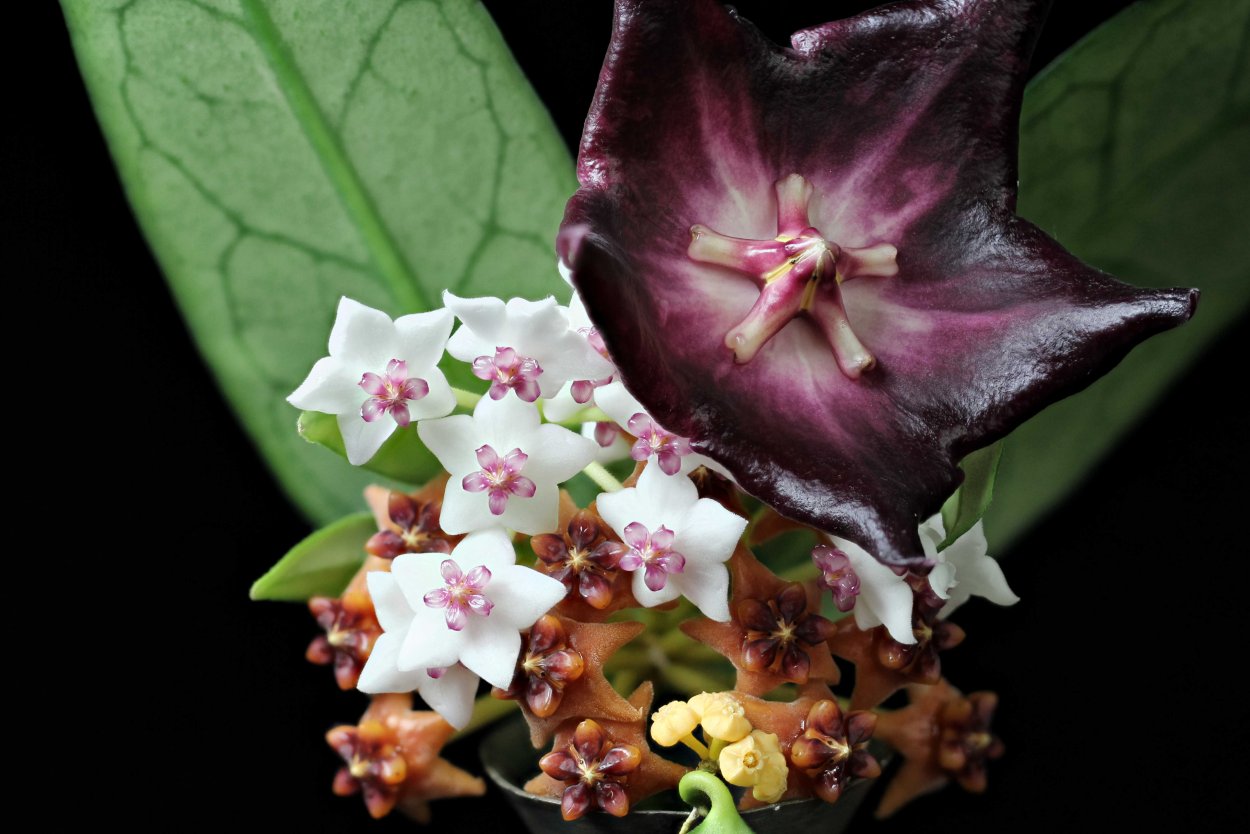 Хойя Хейчкалиана