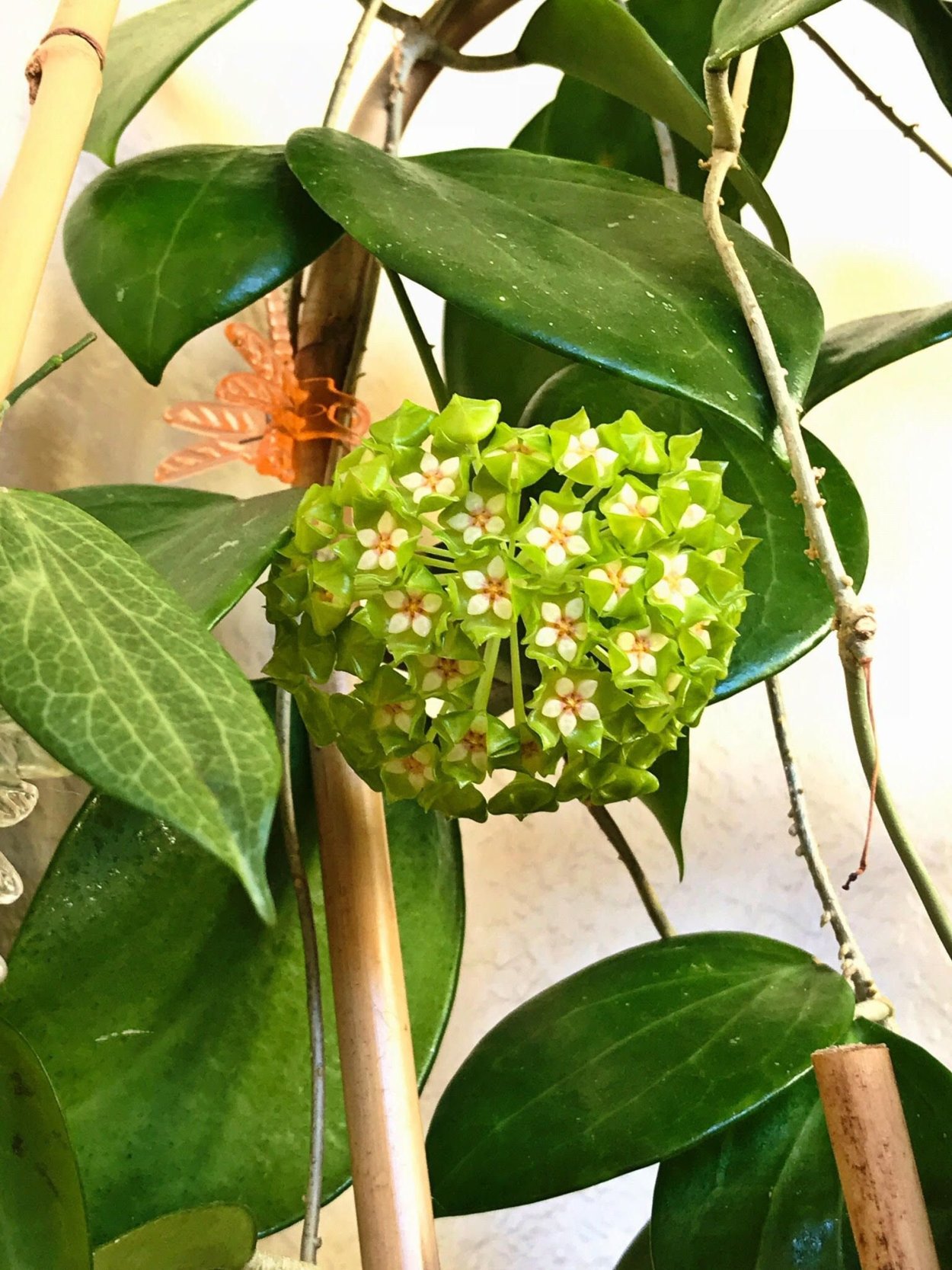 Хойя узколистная