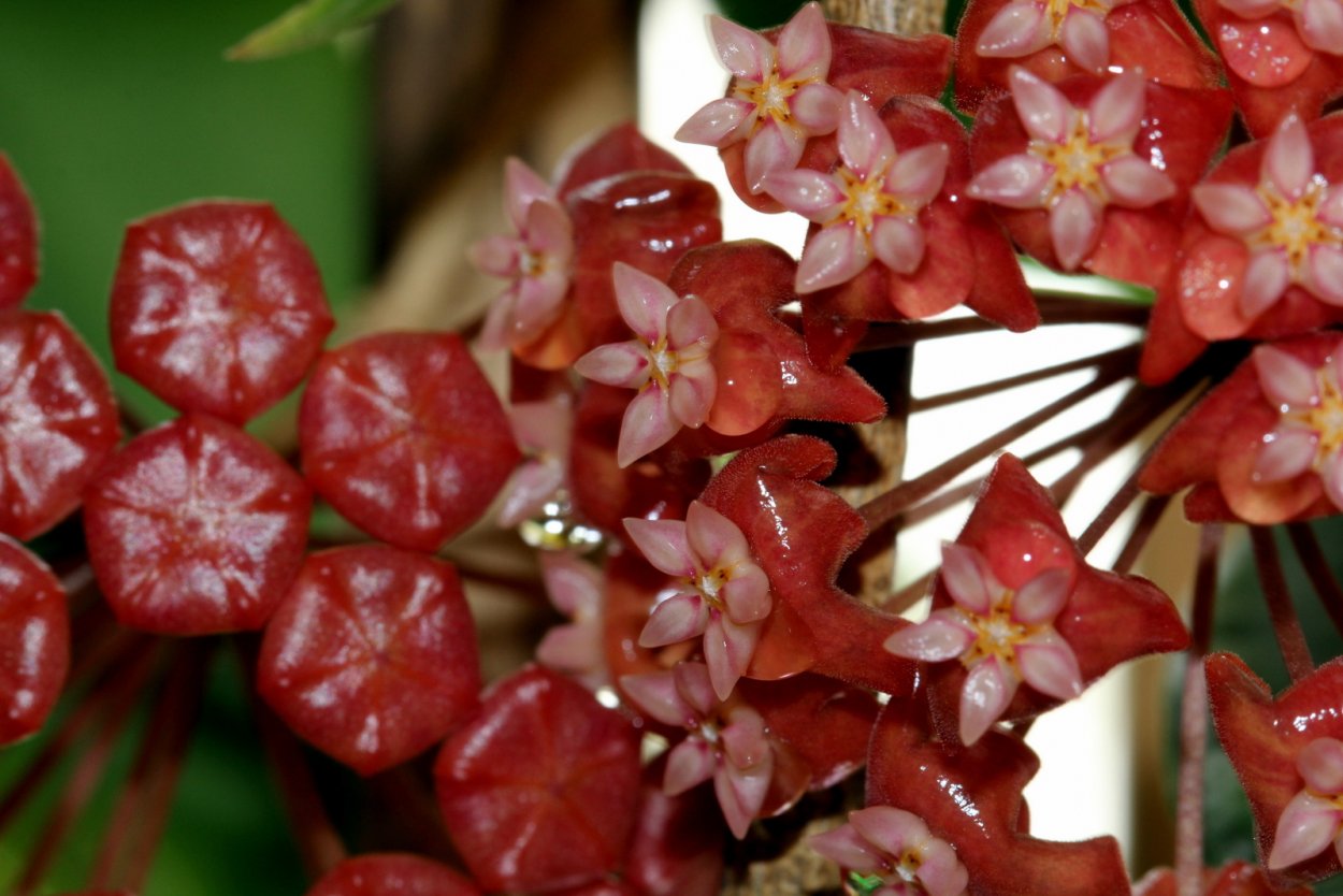 Хойя иллагорум