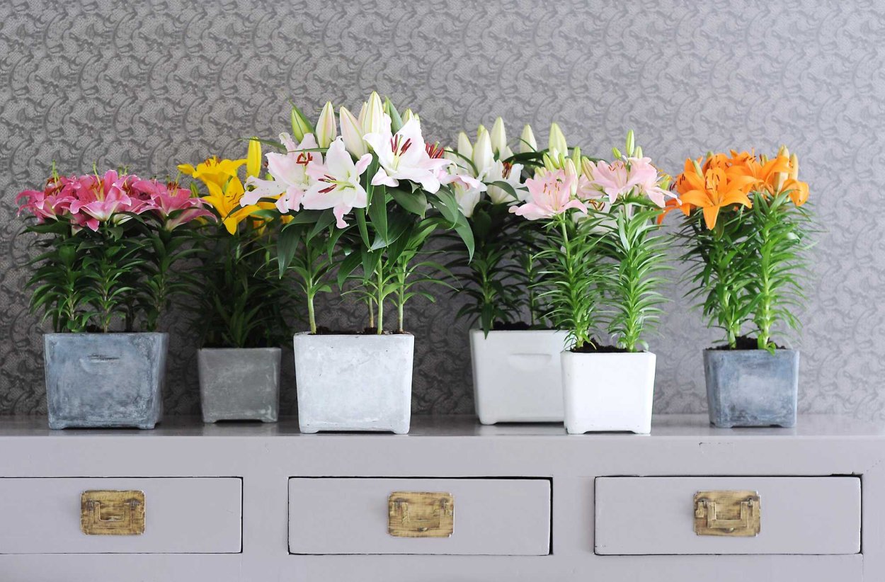 Горшечные лилии