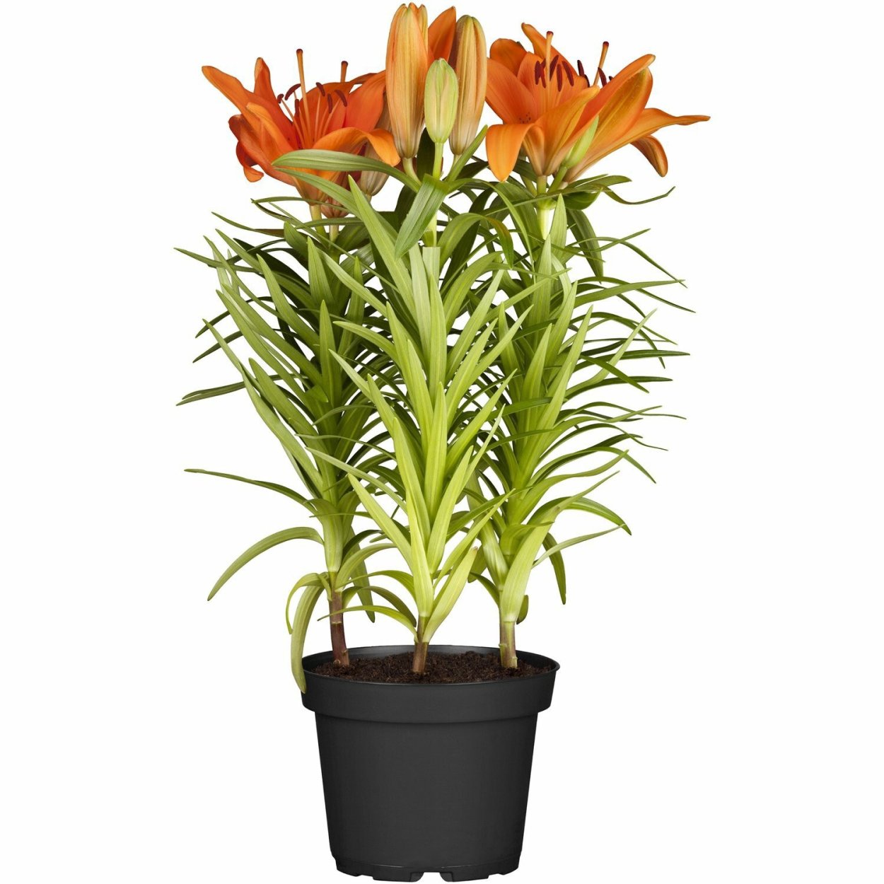 Лилия Деметра азиатская микс